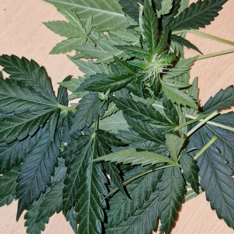 Sweet Seeds - Green Poison growlog timeline photo