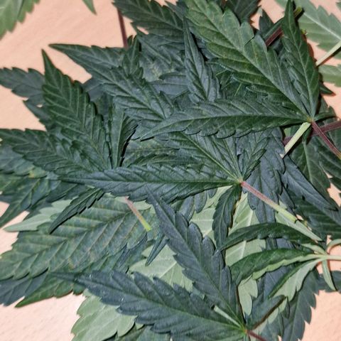 RQS - SweetZZ  growlog timeline photo