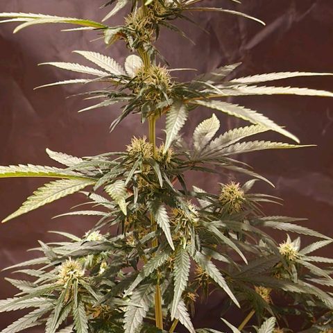 RQS - SweetZZ  growlog timeline photo
