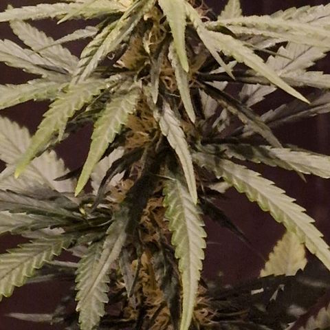RQS - SweetZZ  growlog timeline photo