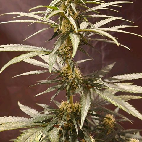 RQS - SweetZZ  growlog timeline photo