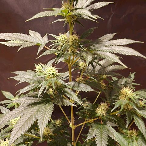 Sweet Seeds - Green Poison growlog timeline photo