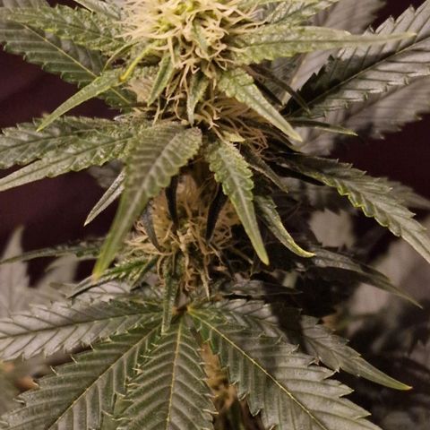 Sweet Seeds - Green Poison growlog timeline photo