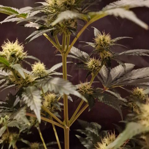 Sweet Seeds - Green Poison growlog timeline photo
