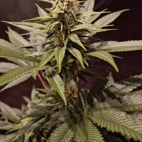Fastbuds FF - Tropicana Cookies growlog timeline photo