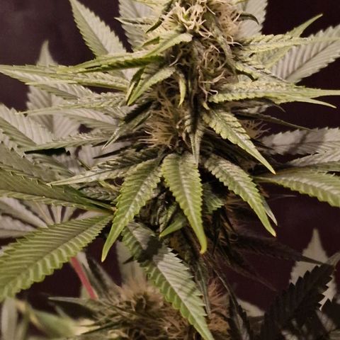 Fastbuds FF - Tropicana Cookies growlog timeline photo