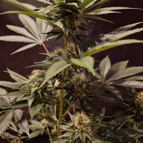 Fastbuds FF - Tropicana Cookies growlog timeline photo