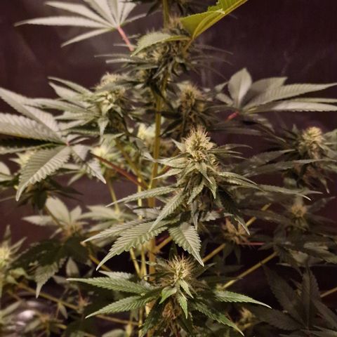 Fastbuds FF - Tropicana Cookies growlog timeline photo