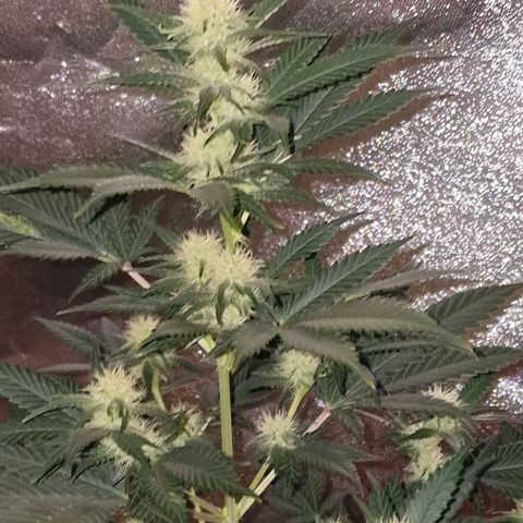 Sweet Seeds - Green Poison growlog timeline photo