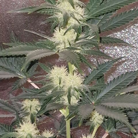 Sweet Seeds - Green Poison growlog timeline photo