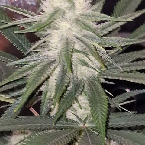 Fastbuds FF - Tropicana Cookies growlog timeline photo