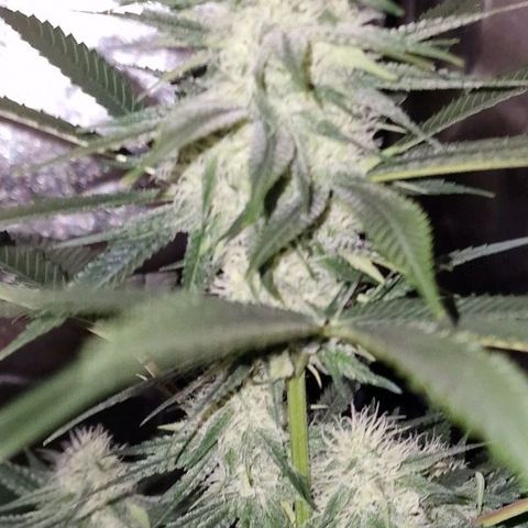 Fastbuds FF - Tropicana Cookies growlog timeline photo
