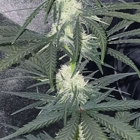 RQS - SweetZZ  growlog timeline photo