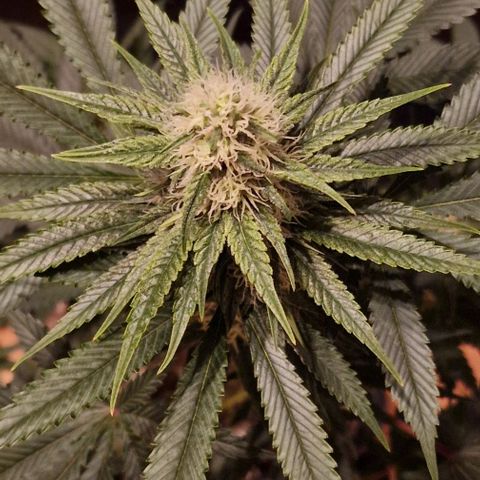 Fastbuds FF - Tropicana Cookies growlog timeline photo