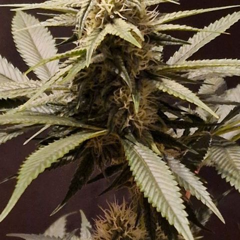 Fastbuds FF - Tropicana Cookies growlog timeline photo
