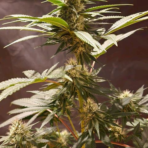 Fastbuds FF - Tropicana Cookies growlog timeline photo
