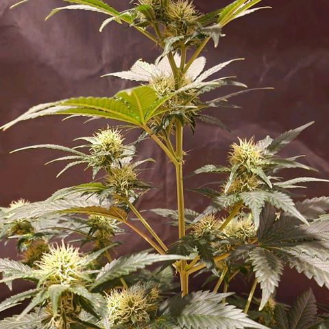 Sweet Seeds - Green Poison growlog timeline photo