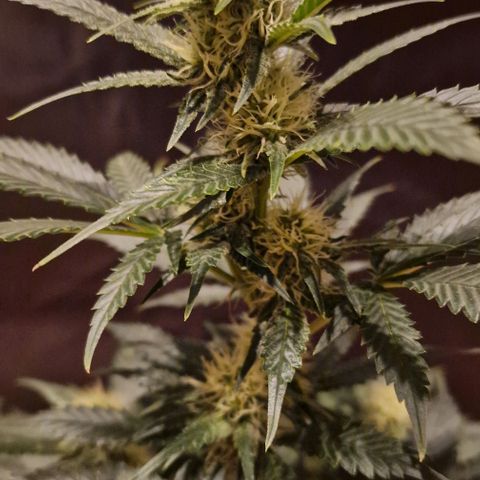 Sweet Seeds - Green Poison growlog timeline photo