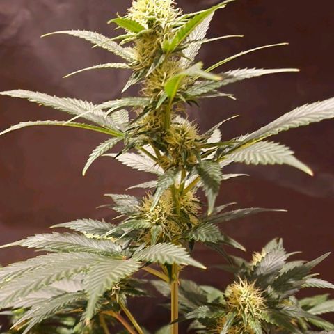 Sweet Seeds - Green Poison growlog timeline photo