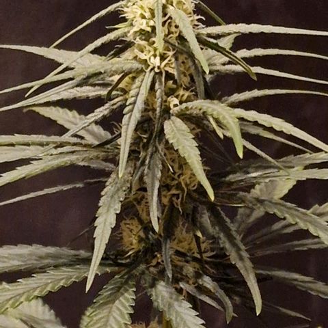 RQS - SweetZZ  growlog timeline photo