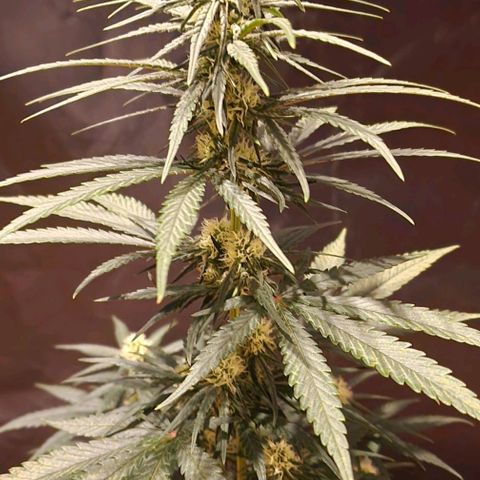 RQS - SweetZZ  growlog timeline photo