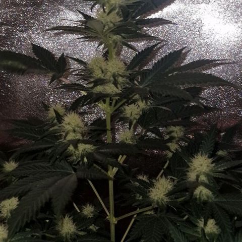 Sweet Seeds - Green Poison growlog timeline photo