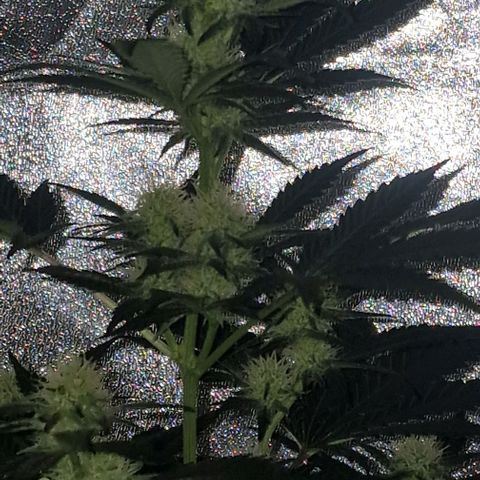 Sweet Seeds - Green Poison growlog timeline photo