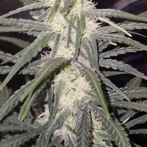 RQS - SweetZZ  growlog timeline photo