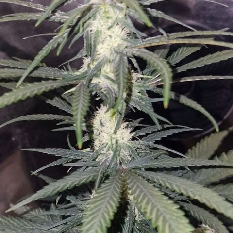 RQS - SweetZZ  growlog timeline photo