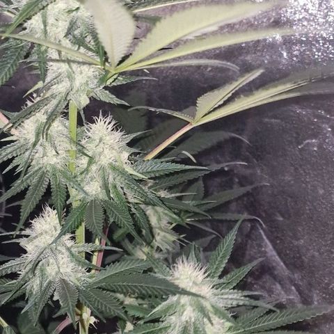 Fastbuds FF - Tropicana Cookies growlog timeline photo