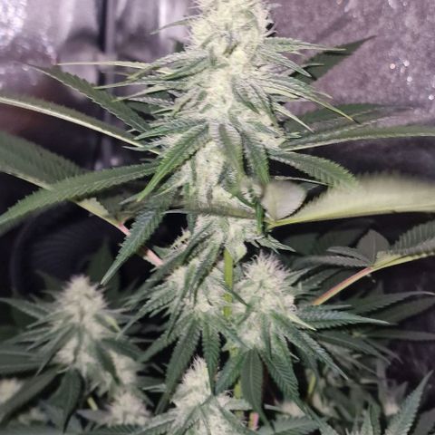 Fastbuds FF - Tropicana Cookies growlog timeline photo