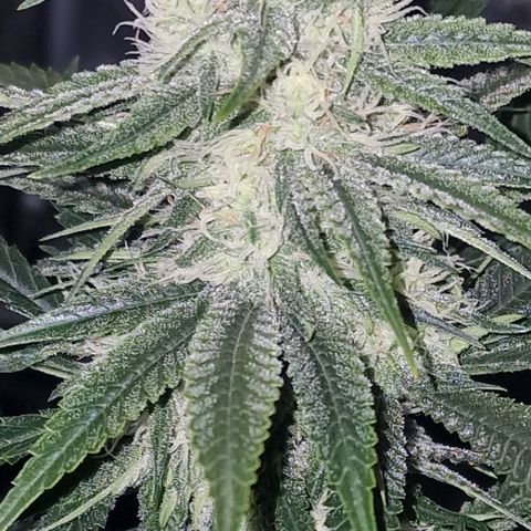 Fastbuds FF - Tropicana Cookies growlog timeline photo