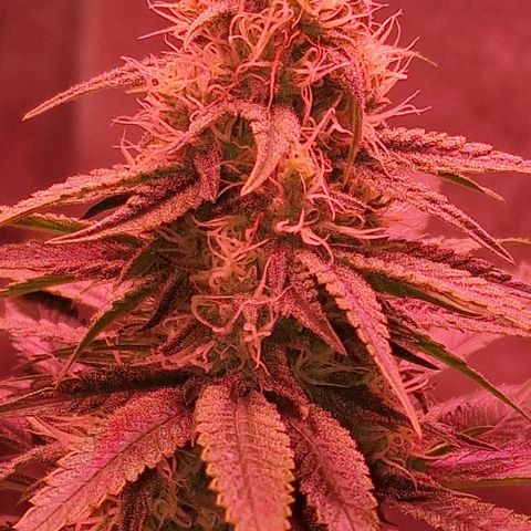 Fastbuds FF - Tropicana Cookies growlog timeline photo