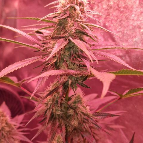 Fastbuds FF - Tropicana Cookies growlog timeline photo