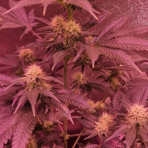 Sweet Seeds - Green Poison growlog timeline photo