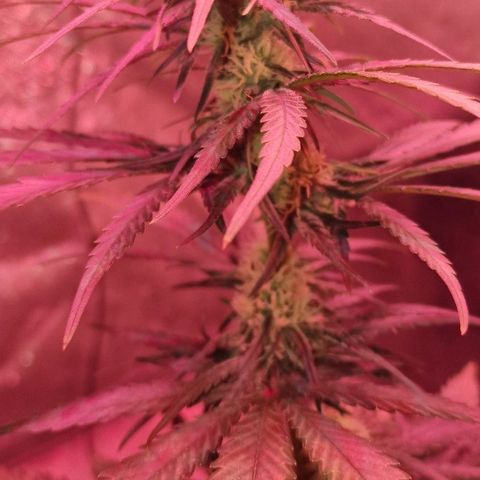 RQS - SweetZZ  growlog timeline photo