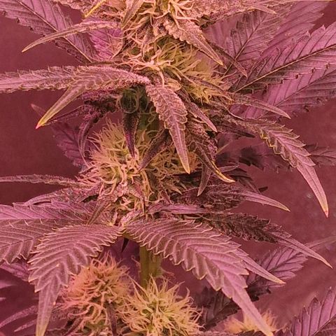 Sweet Seeds - Green Poison growlog timeline photo