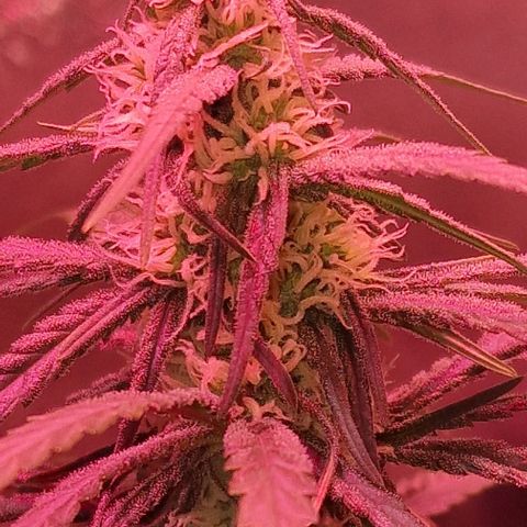 RQS - SweetZZ  growlog timeline photo