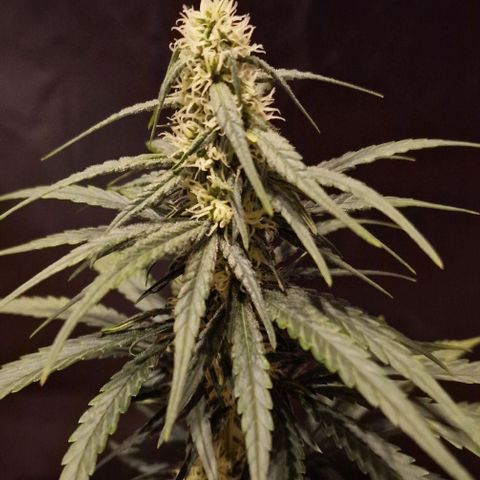 RQS - SweetZZ  growlog timeline photo