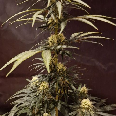RQS - SweetZZ  growlog timeline photo