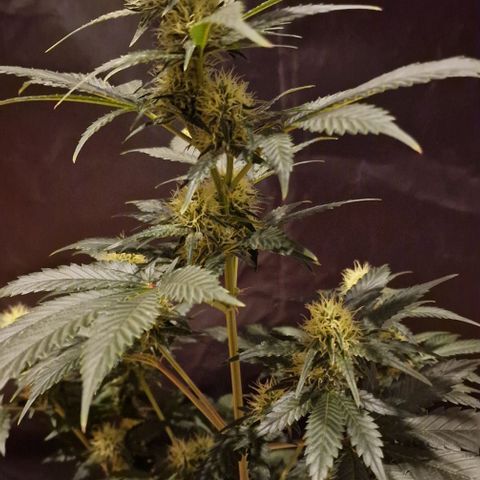 Sweet Seeds - Green Poison growlog timeline photo