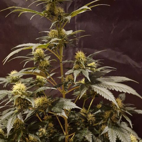 Sweet Seeds - Green Poison growlog timeline photo