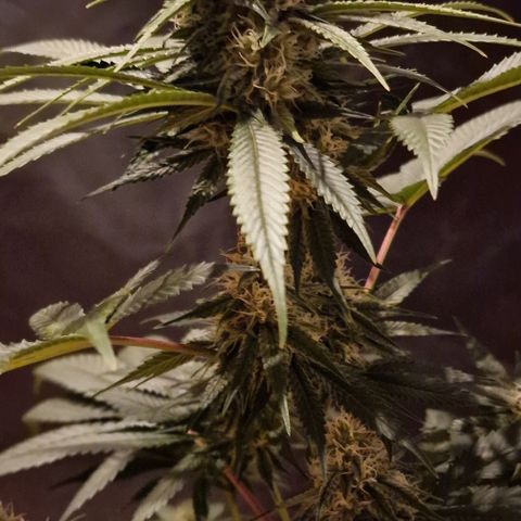 Fastbuds FF - Tropicana Cookies growlog timeline photo