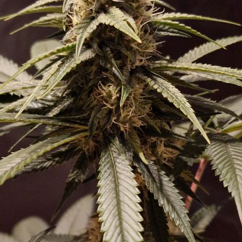 Fastbuds FF - Tropicana Cookies growlog timeline photo