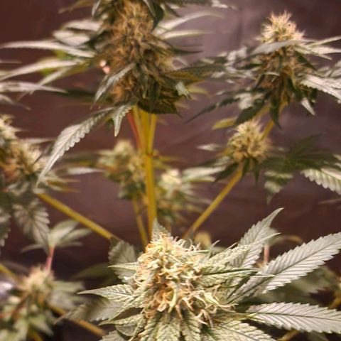 Fastbuds FF - Tropicana Cookies growlog timeline photo