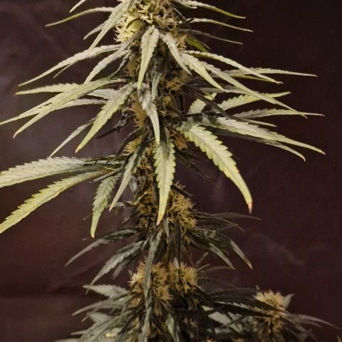 RQS - SweetZZ  growlog timeline photo