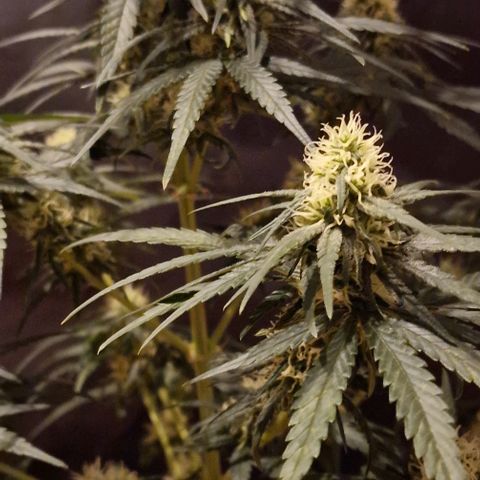RQS - SweetZZ  growlog timeline photo