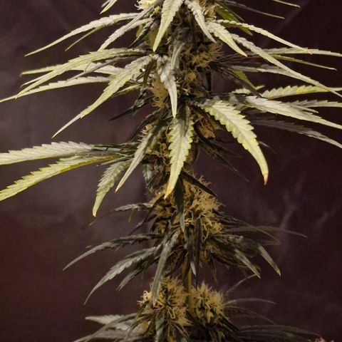 RQS - SweetZZ  growlog timeline photo