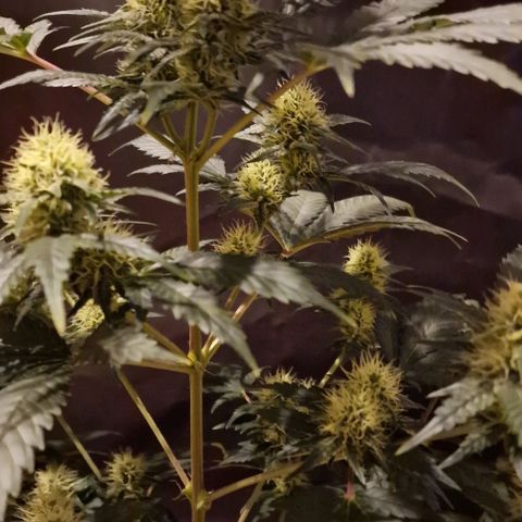 Sweet Seeds - Green Poison growlog timeline photo