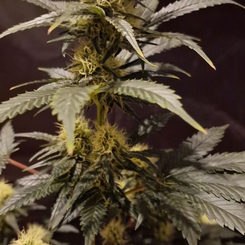 Sweet Seeds - Green Poison growlog timeline photo